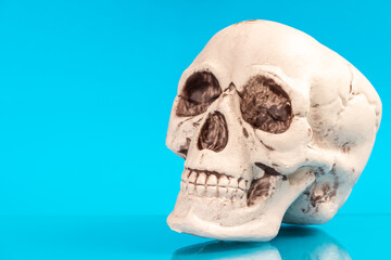 Artificial human skull on a colored background.
