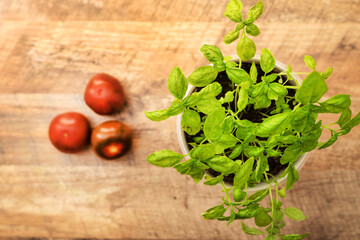 Basil herbs in pot on the kitchen.