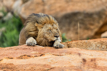 Male lion sleeping on the rocks in Nkomazi Game Reserve in Kwa Zulu Natal in South Africa