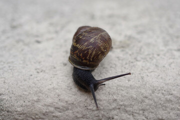 Close-up view of a dark snail on a wall
