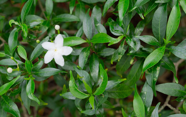 Obraz na płótnie Canvas Jasmine flowers on the tree