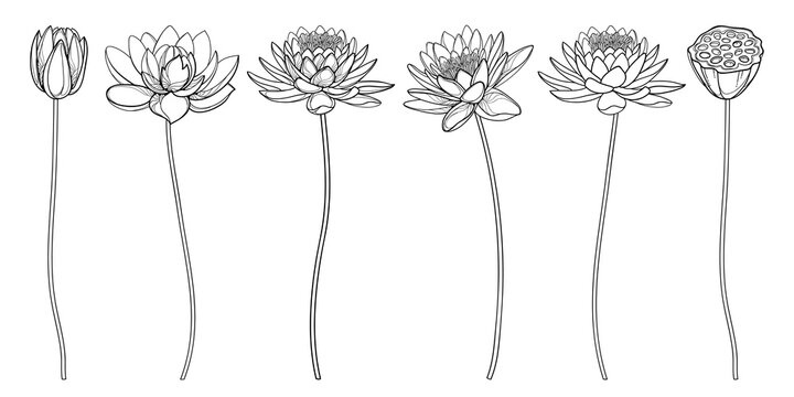 Set of outline Lotos or water lily flower, bud and seed pod in black isolated on white background.