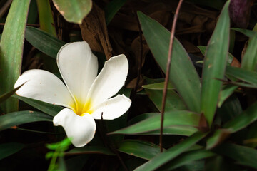 Plumeria flowers (Frangipani) fall on the grass