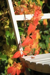 Weißer Stuhl mit Weinrankken im Herbst