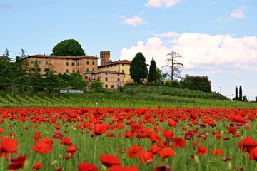 Tuscan landscape during the blooming of poppies in a wheat field with the medieval village of Lucignano d'Arbia on the background in Siena, Italy
