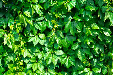 Green background from plants. Wild grapes plants.