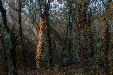 Paisaje otoñal en reserva ecologica natural italiana
