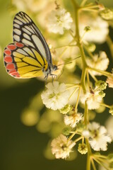 beauty of nature . picture of common jezabel ( delias eucharis ) butterfly enjoying freedom life.