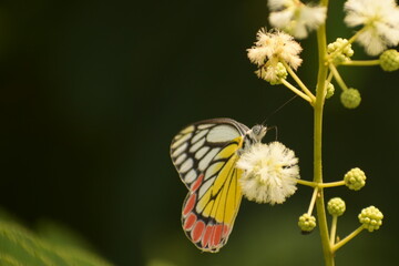 cool photo of beautiful common jezabel ( delias eucharis ) butterfly sitting on flower.