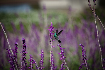 Hummingbirds in nature. The white-vented violetear (Colibri serrirostris) hovering and drinking the nectar from purple flowers of Woodland Sage. 