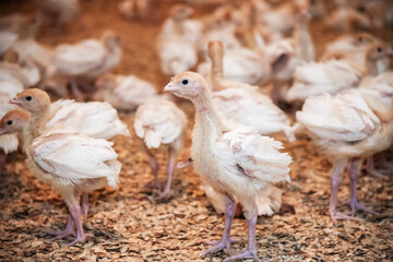 farm small turkeys with a pickled beak and clipped wings at the poultry farm. growing birds for eggs and meat. meat industry. cruelty