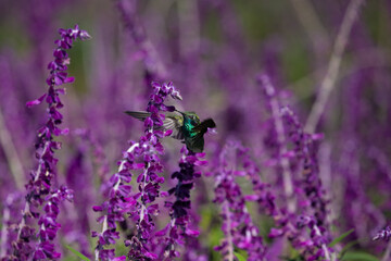 Hummingbirds in nature. The white-vented violetear (Colibri serrirostris) hovering and drinking the nectar from purple flowers of Woodland Sage. 