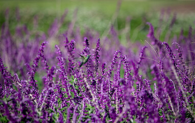 Naklejka premium Hummingbirds in nature. The white-vented violetear (Colibri serrirostris) hovering and drinking the nectar from purple flowers of Woodland Sage. 