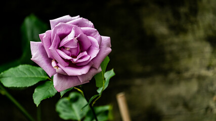 Single pink rose with copy space
