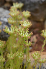 European stonecrop