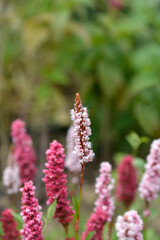 Fleece flower