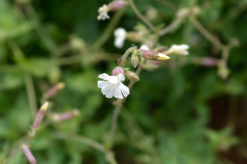 Unusual campion