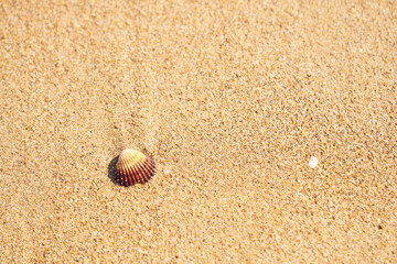 Fototapeta na wymiar Sea shell on sandy beach as a natural background. Copy space. 