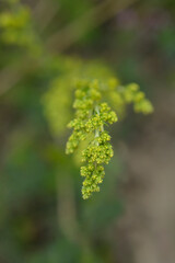Yellow bedstraw