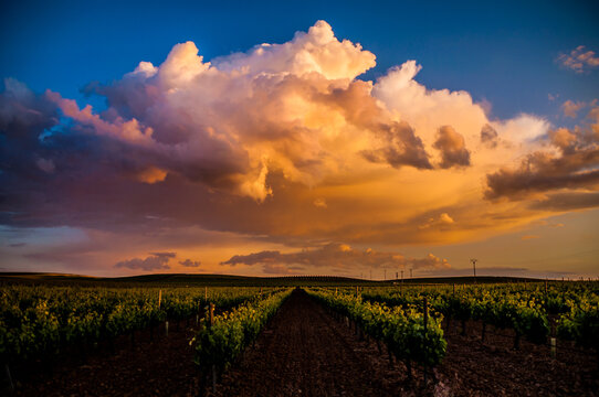 Campos De Vid En Rueda