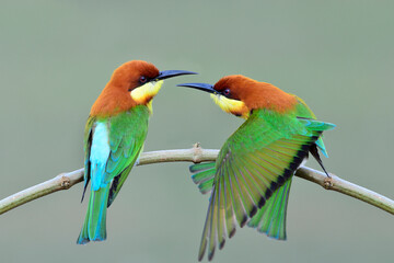 Chestnut headed Bee eater