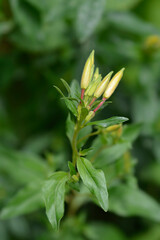 Narrowleaf evening primrose