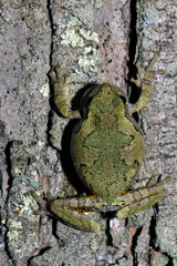 Dorsal view of a Gray Treefrog (Hyla versicolor) clinging to the trunk of a tree.