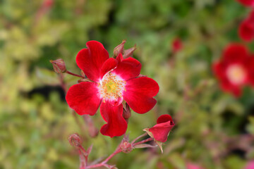 Fototapeta premium Rose Rouge Meillandecor Meineble