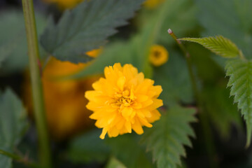 Double-flowered Japanese rose