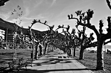Paseo con plataneros