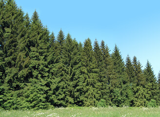 Fototapeta na wymiar spruce Norway European tree picea abies forest