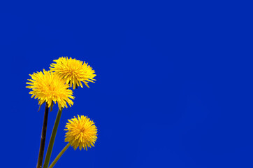 Yellow dandelion flower against the blue sky