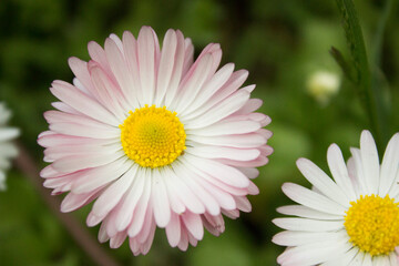 Obraz premium pink daisy flower