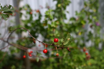  branch of fresh ripe red cherries. A cherry tree in your garden. close up. soft focus.