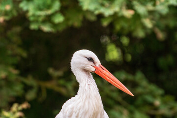 Close up of a stork in an animal park in Germany