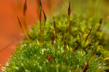 Close up image of a bryophyte showing saprophyte and capsule