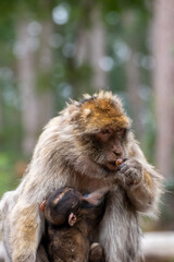 Close up of a monkey family in an animal park in Germany