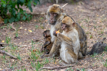 Close up of a monkey family in an animal park in Germany