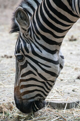 Obraz premium Close up of a zebra in an animal park in Germany