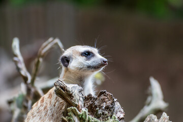 Obraz premium Close up of a meerkat in an animal park in Germany