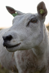 close-up of white sheep