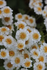 White little chamomile blooming in the garden.