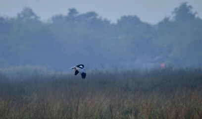 pied harrier bird in fly