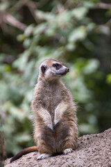 Close up of a meerkat in an animal park in Germany