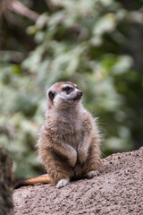 Close up of a meerkat in an animal park in Germany