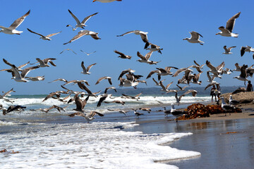 Seagulls at the beach