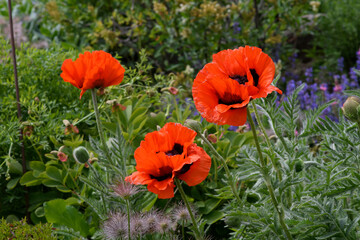 Red poppy flowers in the garden. Close up. Selective focus.