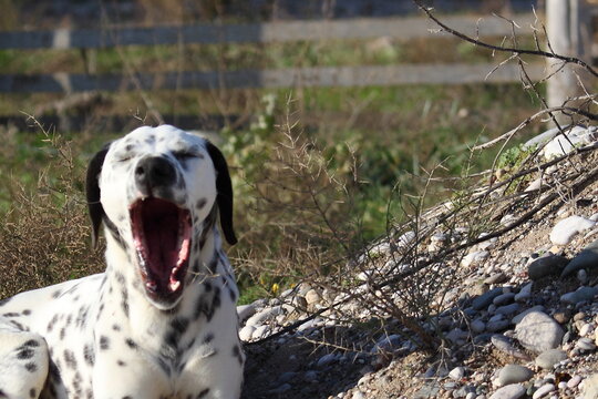 close up image of a dalmatian dog yawning. Image was taken on a nature reserve where pebble stones and shrubs exist.