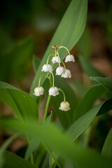 wild blooming lilies of the valley in the forest