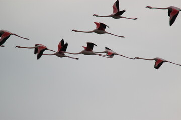 flock of Flamingos flying at sunset